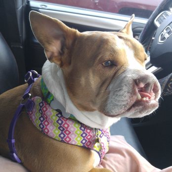 Sparta Pet Palazzo - She loves vacation - Pet Groomers Near Me - Plano, Texas Sparta Pet Palazzo - She loves vacation - Pet Groomers Near Me - Plano, Texas