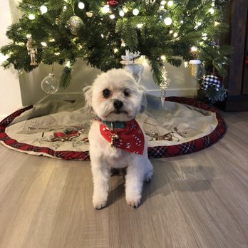 Fur Babies Pet Salon - This lil guy looks like a fresh toy poodle - Pet Groomers Near Me - Apple Valley, California