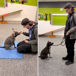 Puppy training Puppy training