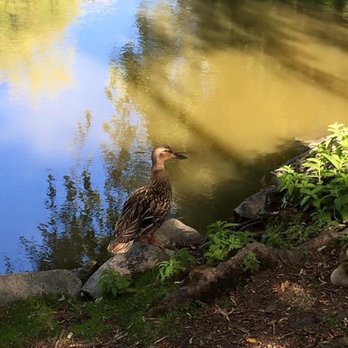 Minoru Park - Parks Near Me - Richmond, British Columbia Minoru Park - Parks Near Me - Richmond, British Columbia