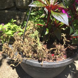 B.B. Barns The Garden Company