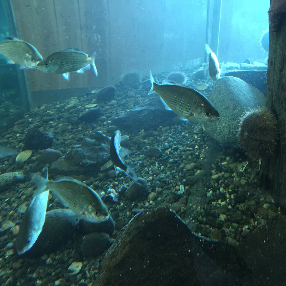 SEA Discovery Center - More fishes. - Aquariums Near Me - Poulsbo, Washington SEA Discovery Center - More fishes. - Aquariums Near Me - Poulsbo, Washington