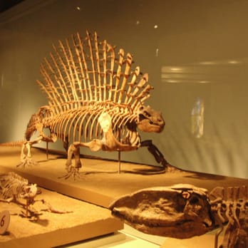 Field Museum - more dinosaur bones - Museums Near Me - Chicago, Illinois Field Museum - more dinosaur bones - Museums Near Me - Chicago, Illinois