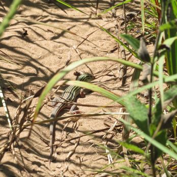 Spring Green Preserve - Lizard- in Wisconsin - Hiking Near Me - Spring Green, Wisconsin Spring Green Preserve - Lizard- in Wisconsin - Hiking Near Me - Spring Green, Wisconsin