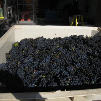 Penner-Ash Wine Cellars - grapes waiting for action - Wineries Near Me - Newberg, Oregon