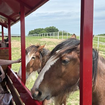 Warm Springs Ranch - we went into several pastures. The horses were eager to greet us and check us out.   Petting these gentle Giants was the highlight of the tr - Tours Near Me - Boonville, Missouri