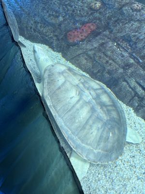 SEA LIFE Sydney Aquarium by null