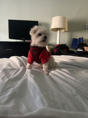 Hotel Beacon by null