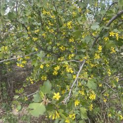 Walden Ponds Wildlife Habitat - Lots of plants!