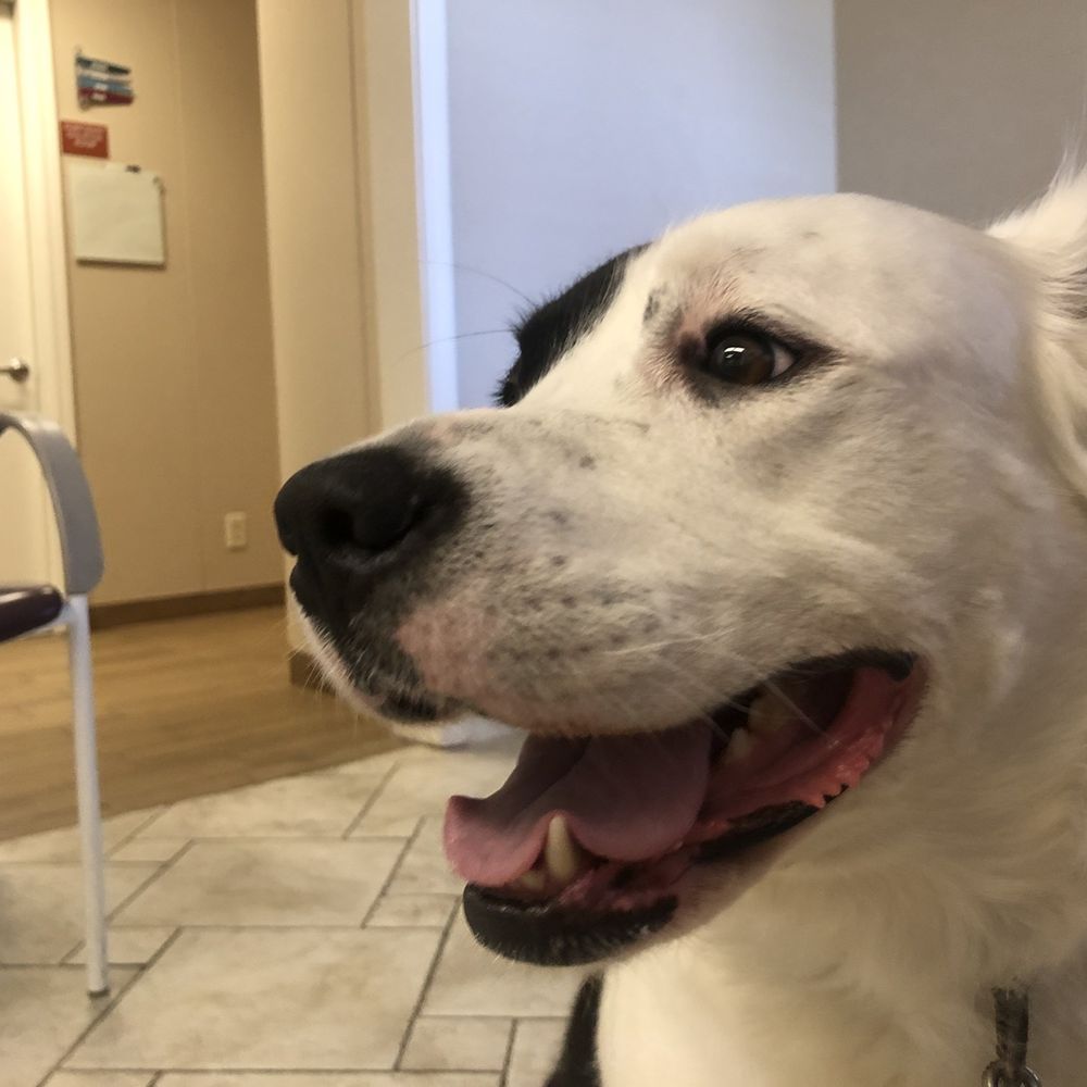Maroa Track Pet Hospital - Veterinarians Near Me - Fresno, California Maroa Track Pet Hospital - Veterinarians Near Me - Fresno, California