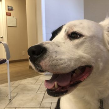 Maroa Track Pet Hospital - Veterinarians Near Me - Fresno, California