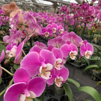 Norman's Orchid Nursery - Nurseries & Gardening Near Me - Montclair, California