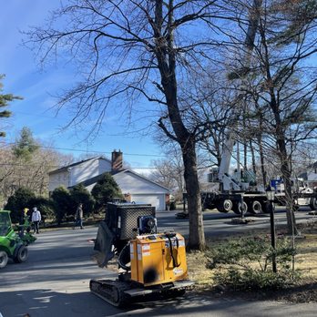 L&S Forestry Services - Tree Services Near Me L&S Forestry Services - Tree Services Near Me