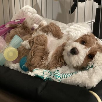 Rosebud Australian Labradoodles - Pet Breeders Near Me - Encinitas, California