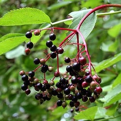 The Herbal Bear School of Botanical Medicine - Elderberry