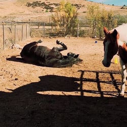 Hooves of Laguna Springs - Happy Horse! He likes to be dirty