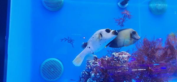 LAX Aquarium by null