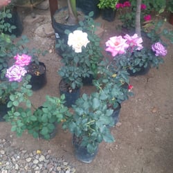 Vivero Vida Verde