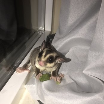 Renton Veterinary Hospital - Sugar Glider neuter --Thank you so much for treating my little guy as if he was your only patient and not just one of many. - Veterinarians Near Me - Renton, Washington Renton Veterinary Hospital - Sugar Glider neuter --Thank you so much for treating my little guy as if he was your only patient and not just one of many. - Veterinarians Near Me - Renton, Washington