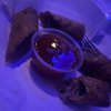 Bleu Martini gift card