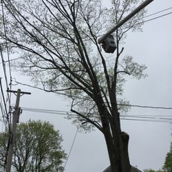 Harmony & Son's Tree Service - Beginning the "surgery!"