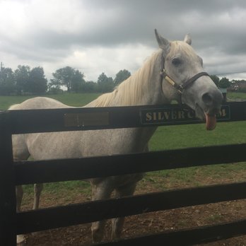 Old Friends - Silver Charm (politely asking for more carrots) - Horse Racing Near Me - Georgetown, Kentucky Old Friends - Silver Charm (politely asking for more carrots) - Horse Racing Near Me - Georgetown, Kentucky
