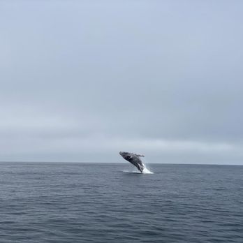 Lost Isle Adventures - Hump back whale breaching - Boat Tours Near Me - Morro Bay, California