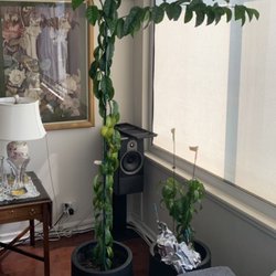 Chicago Plants - Immature citrus trees grown from seed. Chicago Plants visited our trees (now 5.5 years old and more mature) on a house call.