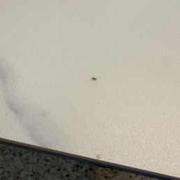 There was an ant crawling on my table .. eeeeek.. There was an ant crawling on my table .. eeeeek..