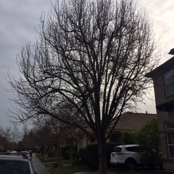 Valley Falls Tree Care - Tree Before... - Tree Services Near Me