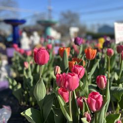 Coppola's Garden Center