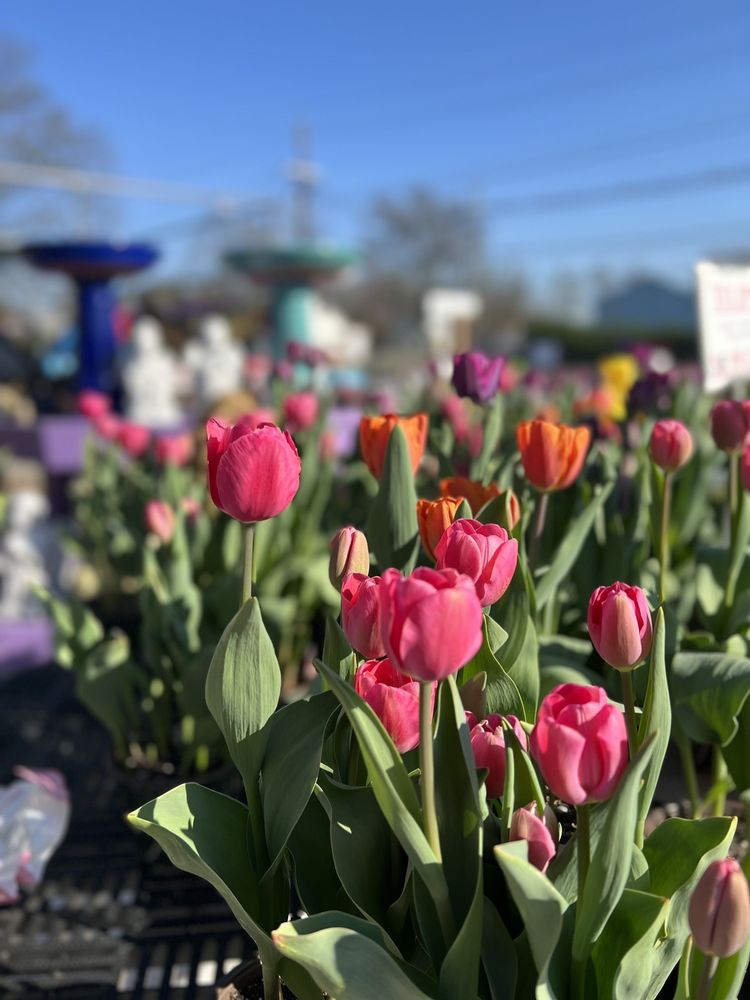 Coppola's Garden Center