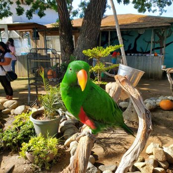Free Flight - So beautiful - Animal Shelters Near Me - Del Mar, California Free Flight - So beautiful - Animal Shelters Near Me - Del Mar, California