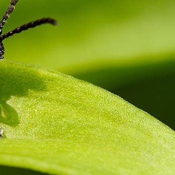 Allied Pest Control - Pest Control Near Me - Carolina Beach, North Carolina Allied Pest Control - Pest Control Near Me - Carolina Beach, North Carolina