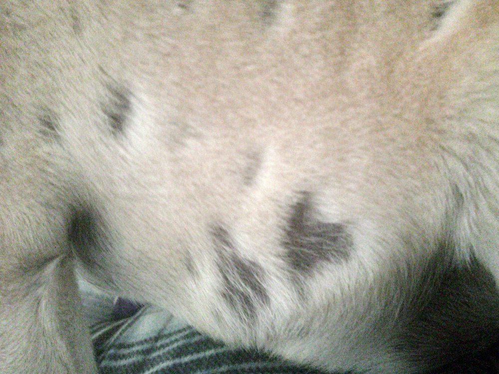 GULFPORT VETERINARY HOSPITAL & EMERGENCY CLINIC Updated September