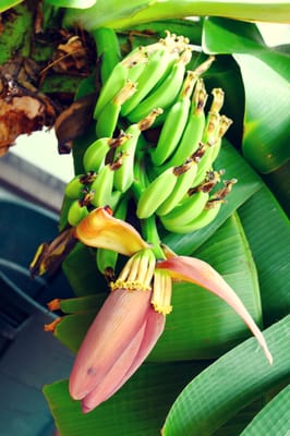 Audubon House & Tropical Gardens by null