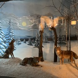 Call Of The Wild Museum - Taxidermy owls and coyotes