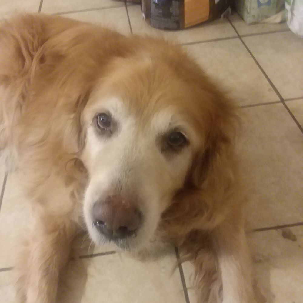 Taylor Veterinary Emergency - RIP MUFASA "Moose". We miss you dearly. - Veterinarians Near Me - Turlock, California Taylor Veterinary Emergency - RIP MUFASA "Moose". We miss you dearly. - Veterinarians Near Me - Turlock, California