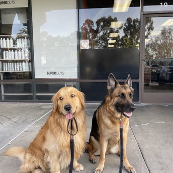 K-9 Imperator - Pet Training Near Me K-9 Imperator - Pet Training Near Me