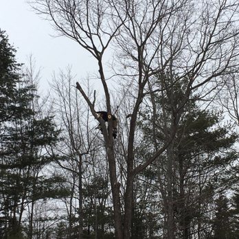 Above and Beyond Tree Solutions - Tree Services Near Me