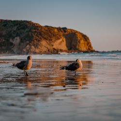 Purist Natural Medicine - Dana Point - Strands Beach, Dana Point