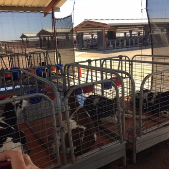 Shamrock Farm Tour - Baby cows! - Tours Near Me - Stanfield, Arizona