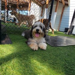 Pampered Pets Resort