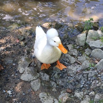 Polar Caves Park - Crested Pekin - Parks Near Me - Rumney, New Hampshire