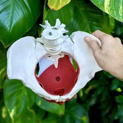 Doctor Of Women's Health - The pelvic floor is 14+ muscles running from the pubic symphysis to the tailbone, sit bone to sit bone, & three layers deep into the pelvis.