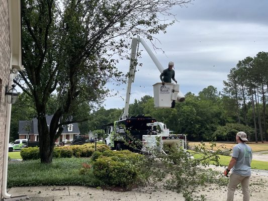 Tree Trimming Services - Keep your trees healthy and your landscape looking great. We trim and prune to ensure strength, beauty, and safety from overgrown or dead branches. Tree Trimming Services - Keep your trees healthy and your landscape looking great. We trim and prune to ensure strength, beauty, and safety from overgrown or dead branches.