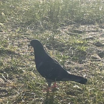 Crown Memorial State Beach - Doing The Uh Ur Pigeon, just like Bert loves. - Parks Near Me - Alameda, California