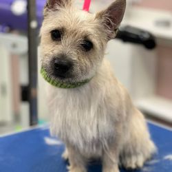 What the Fluff Pet Parlour