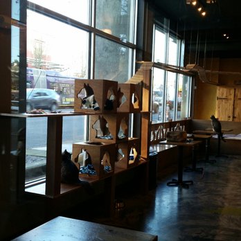 Seattle Meowtropolitan - Themed Cafes Near Me - Seattle, Washington Seattle Meowtropolitan - Themed Cafes Near Me - Seattle, Washington