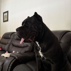 Medusa watching what's going on outside